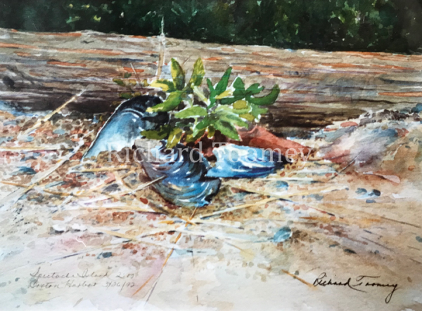 SpectacleIsland_clams_watermark